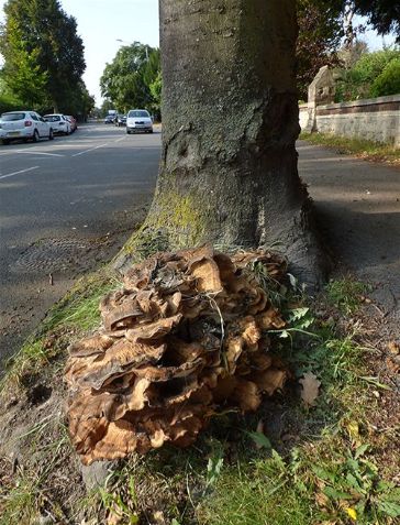 Mature fruiting bodies at the base of a roadside beech tree in Sittingbourne, Kent.